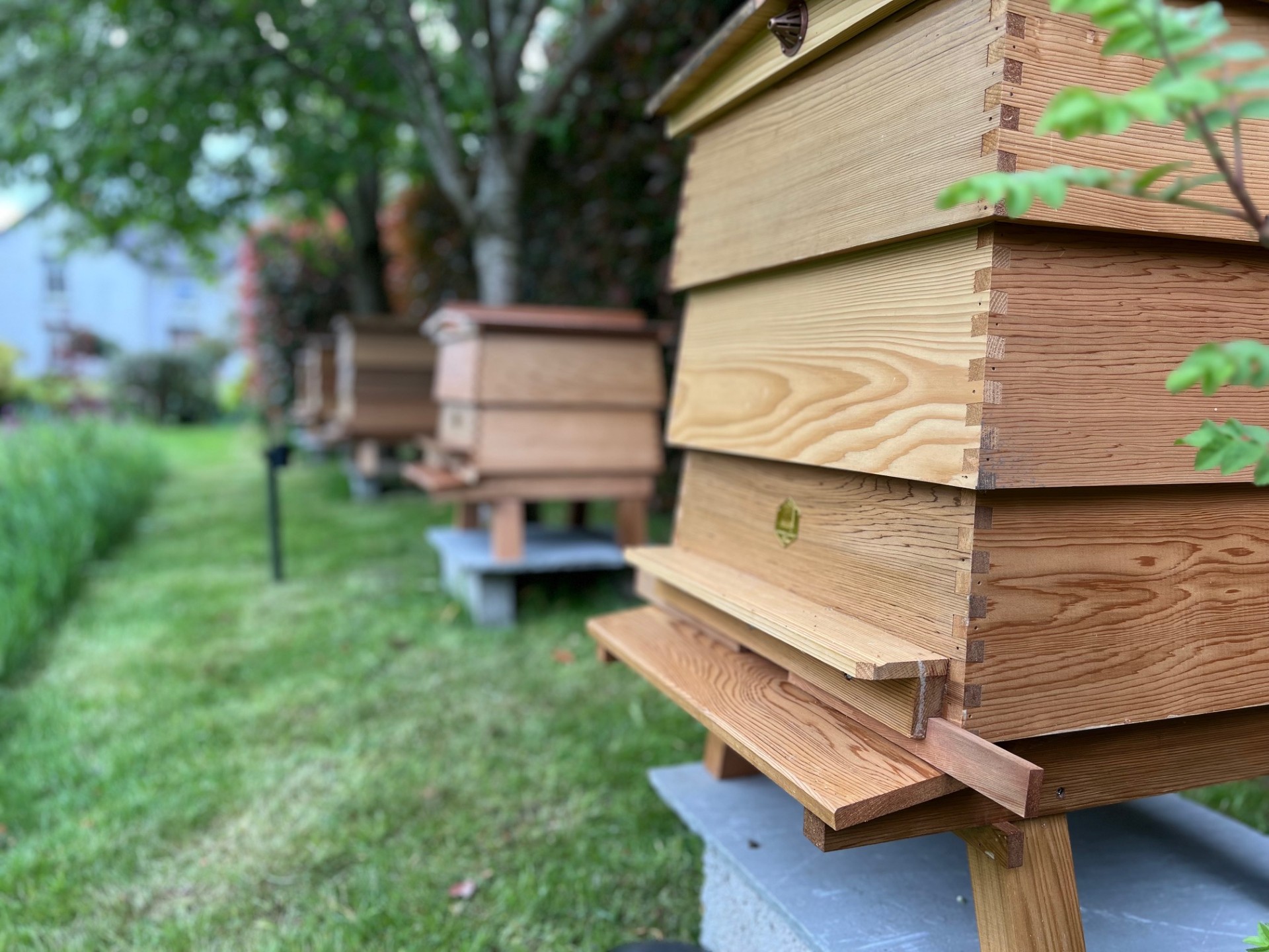 Traditional WBC hives at White House Apiary in Swithland
