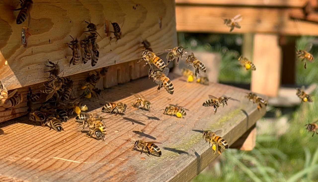 Honey bees returning to a White House Apiary hive carrying pollen